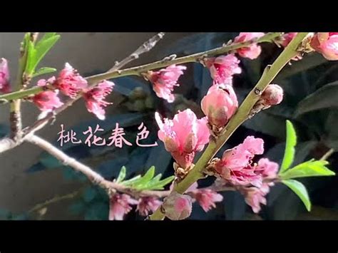 桃花結果